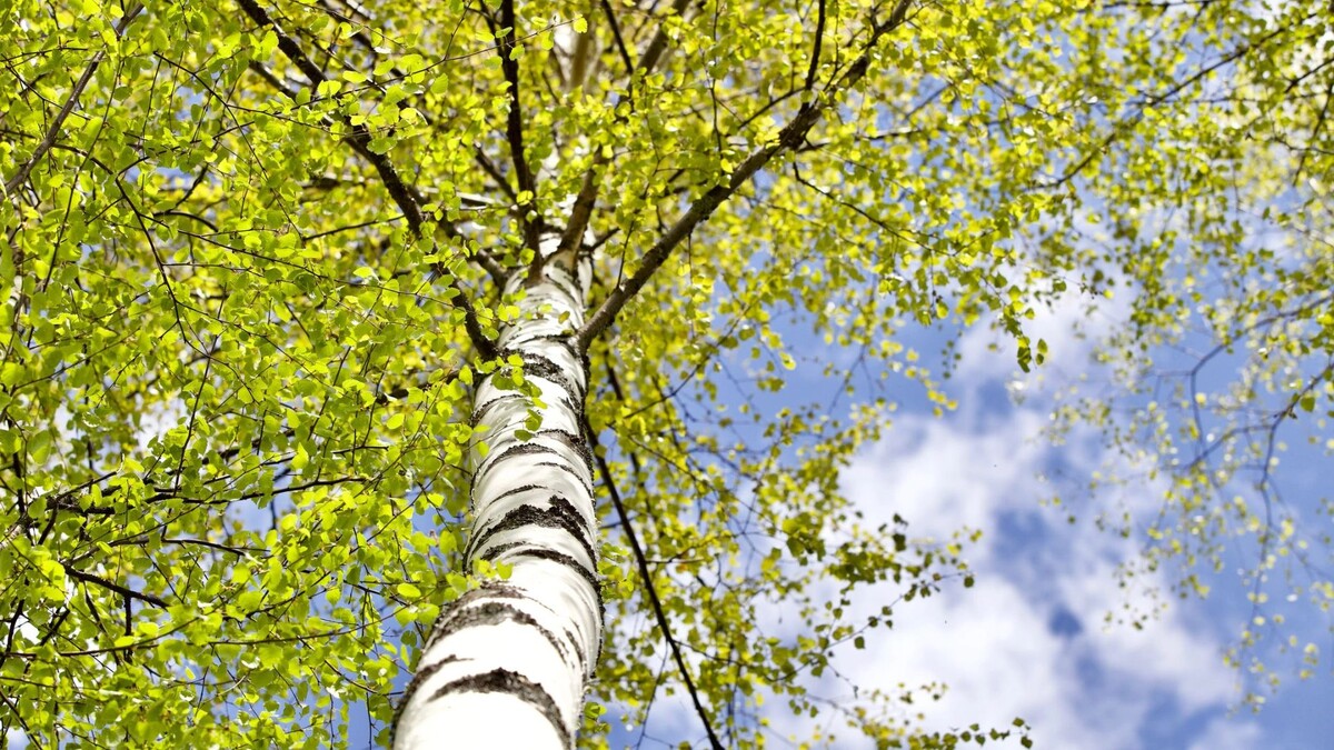    Фото: ST-art/Shutterstock/Fotodom