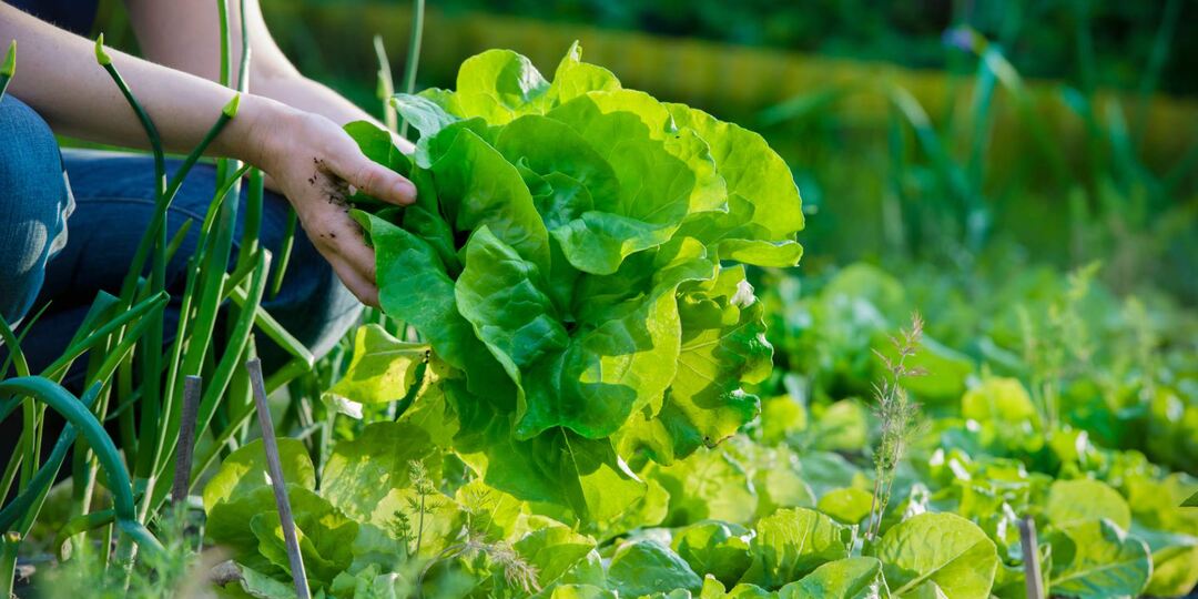 Минутные подкормки для зелени на грядке: травы будут сочные и пышные