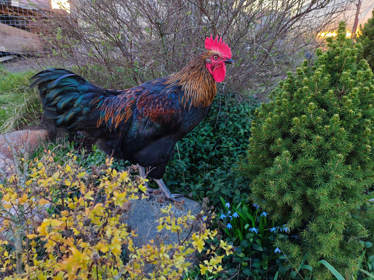 Красавец! Огонь в перьях! 