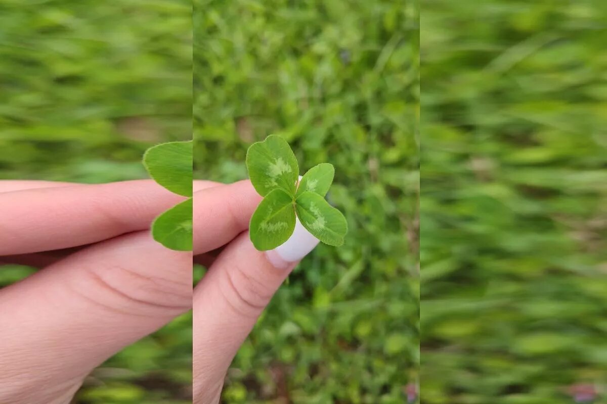 Четырехлистный клевер счастья растет в Краснодаре, на лужайках агроуниверситета, которые примыкают к ботаническом суду имени И. С. Косенко.
Фото: Виктор Самонов