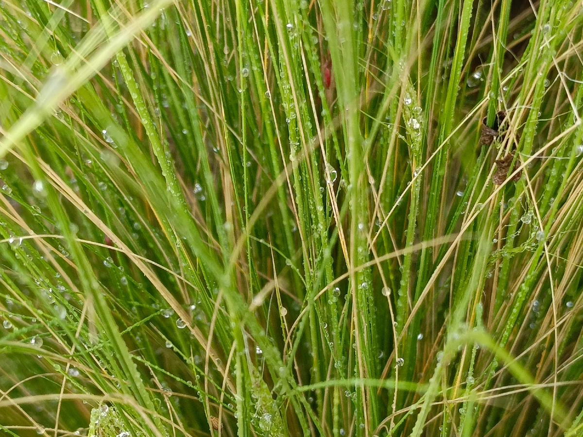 Адлер, дождливо, конец апреля 2025 г.