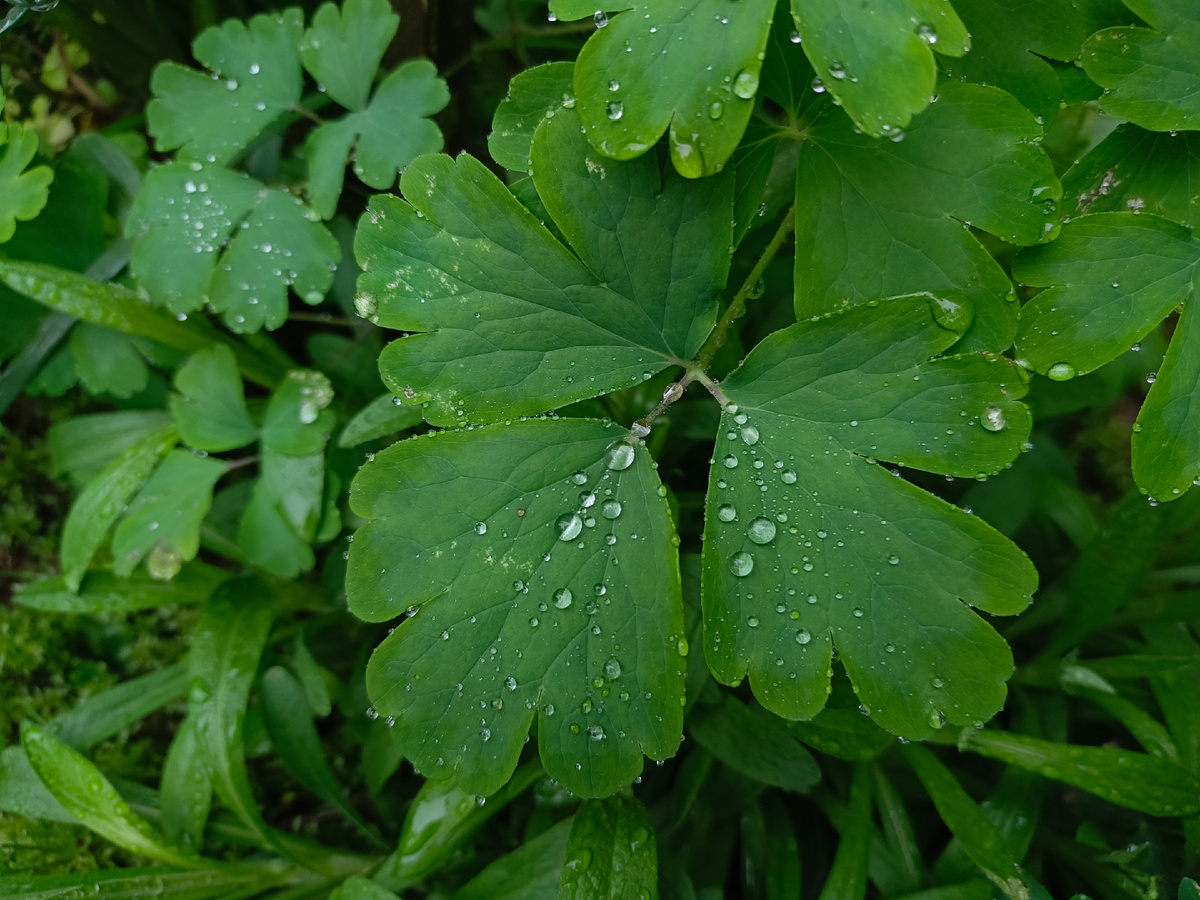 Адлер, дождливо, конец апреля 2025 г.