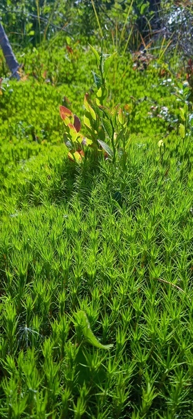 Лето, где же ты? Все фото авторские 