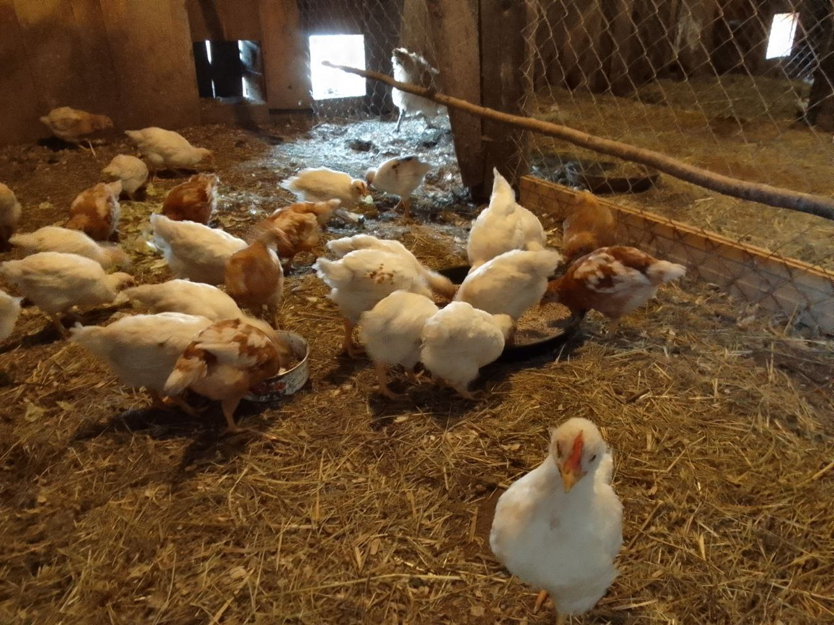 Петушок позирует, остальные делом заняты