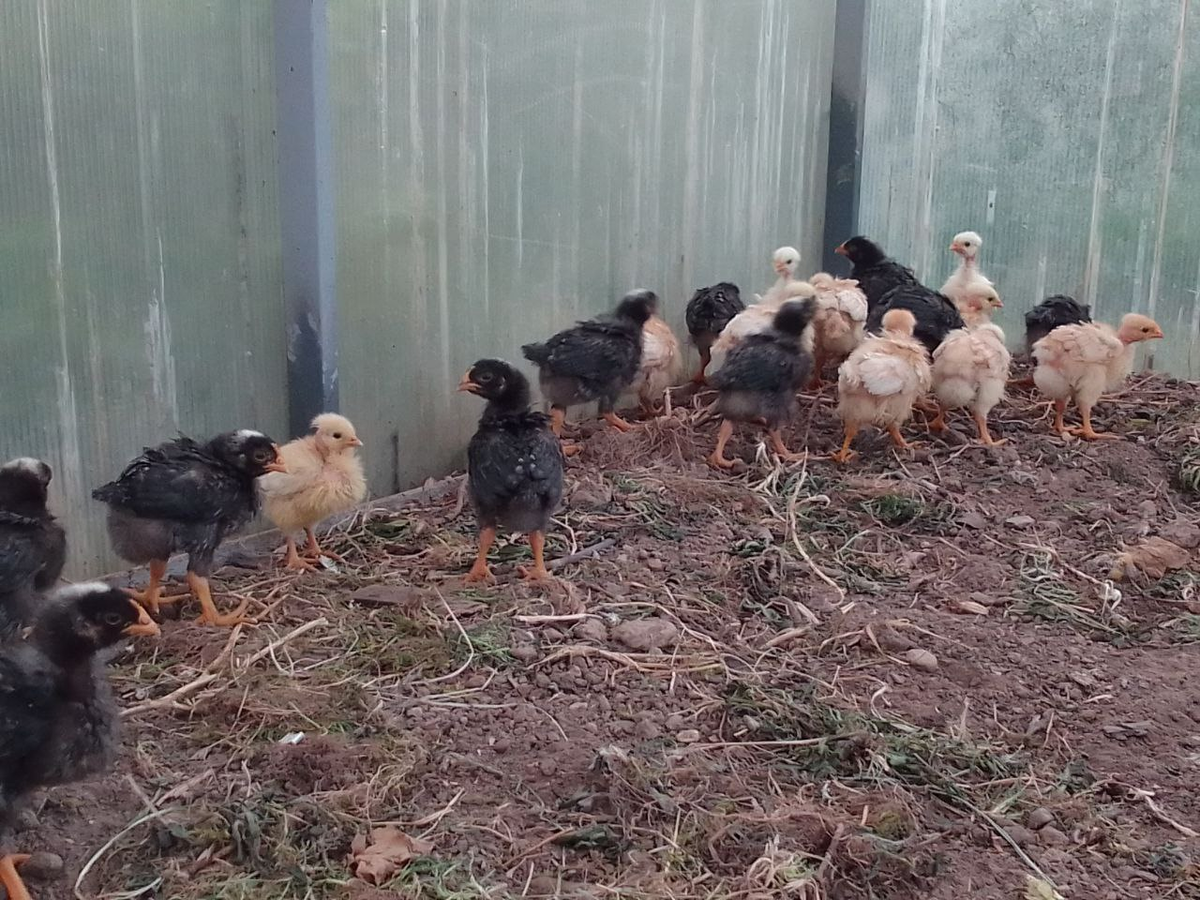 Наша разношерстная толпа