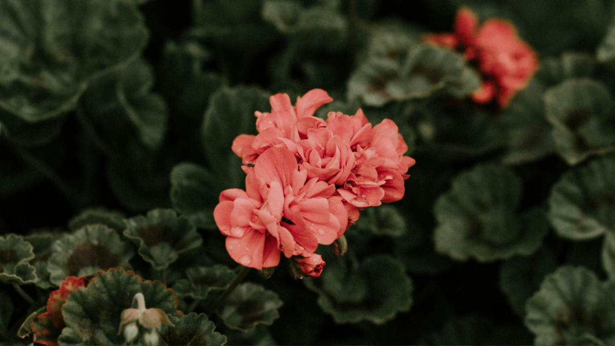 Герань (Пеларгония): полное руководство по выращиванию и уходу для начинающих