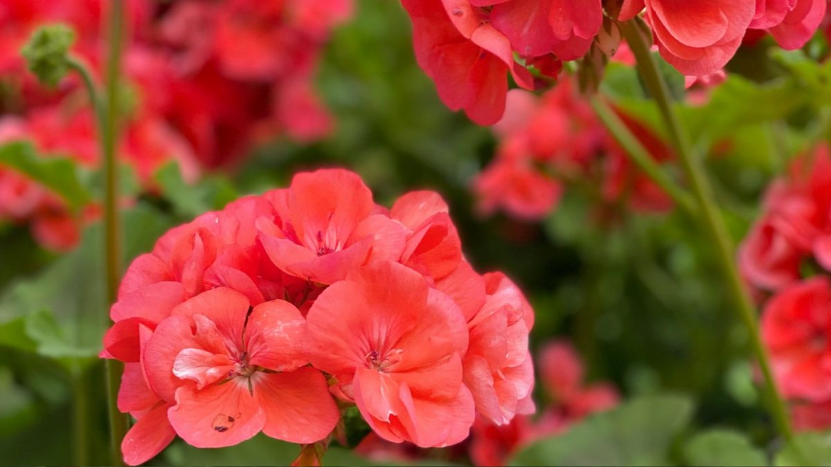 Популярные виды и сорта герани