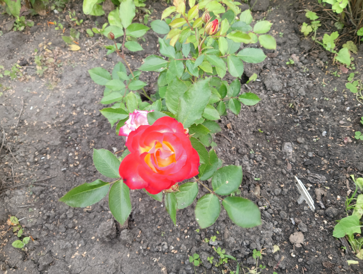 Фото сделано летом 2024