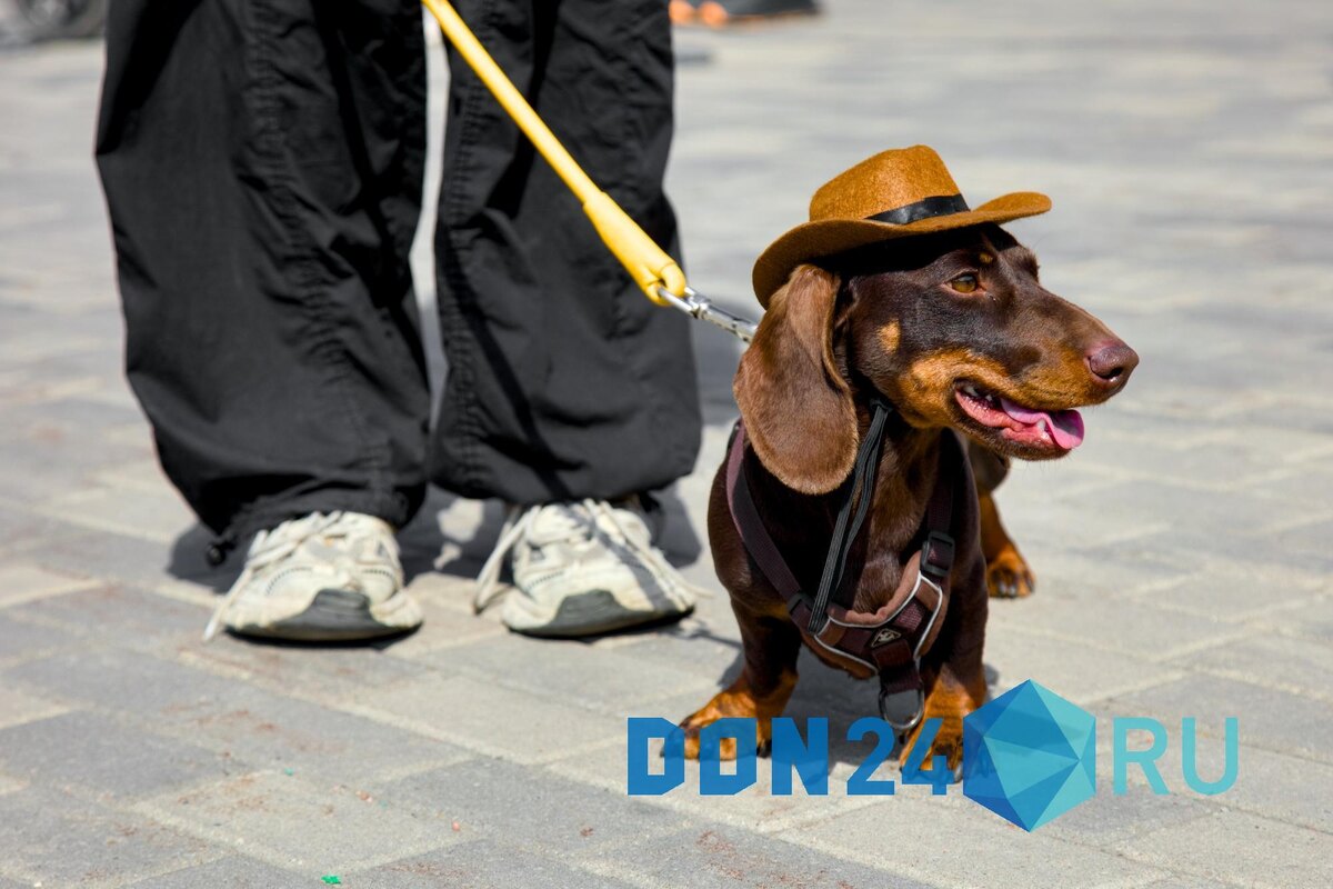    ДОН24   📷   ДОН24   📷   ДОН24   📷   ДОН24   📷   ДОН24