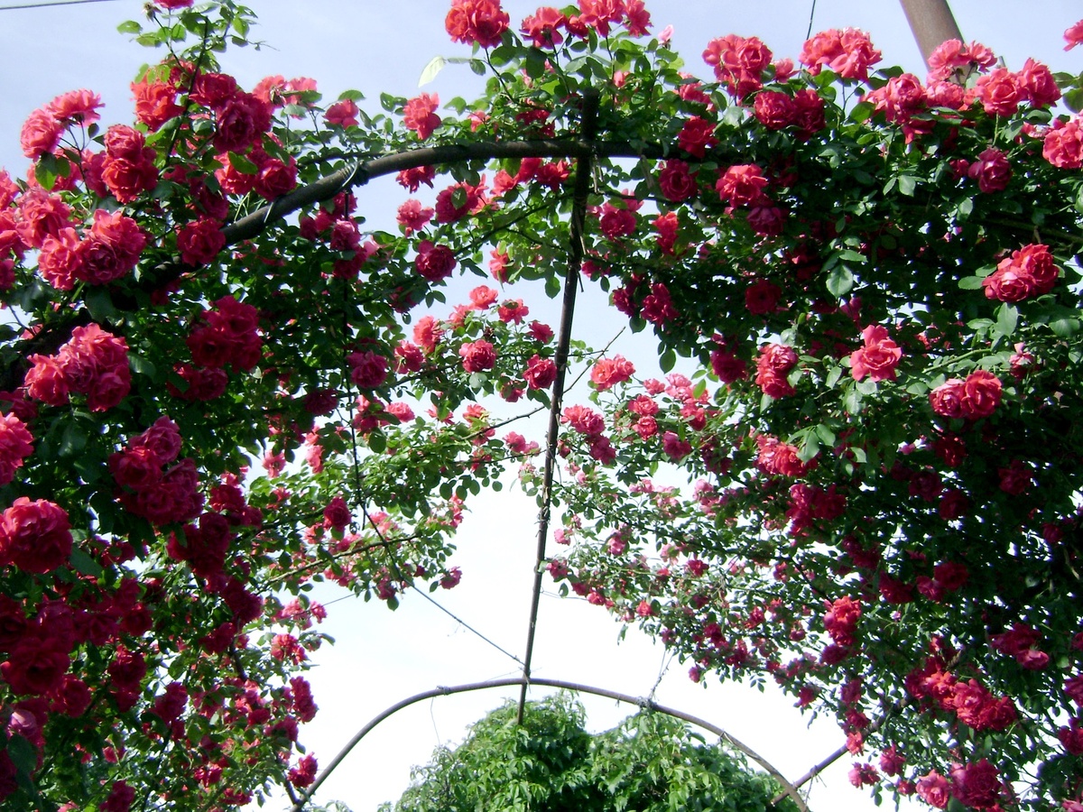 Так примерно это выглядит, если калитку открыть и голову задрать. 