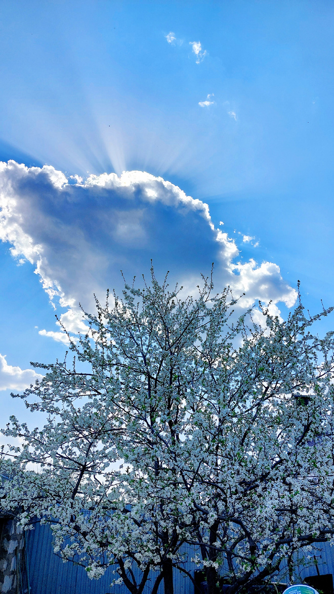 Тучка спрятала солнышко или солнце спряталось за тучку) Фото автора канала 
