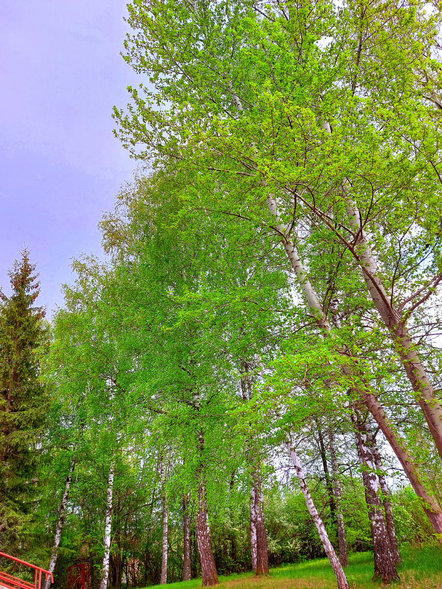 Нежные берёзки Фото автора канала 