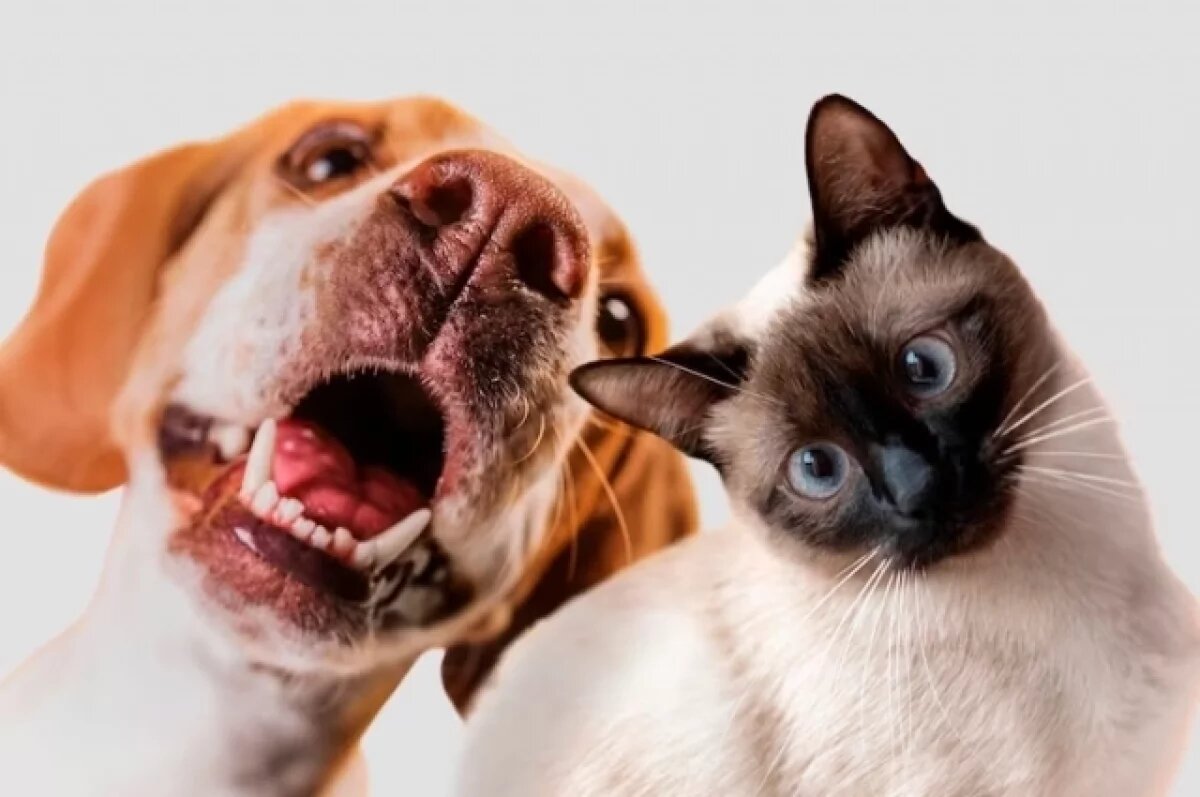    Шесть тульских отелей внедрили pet-friendly стандарт Роскачества