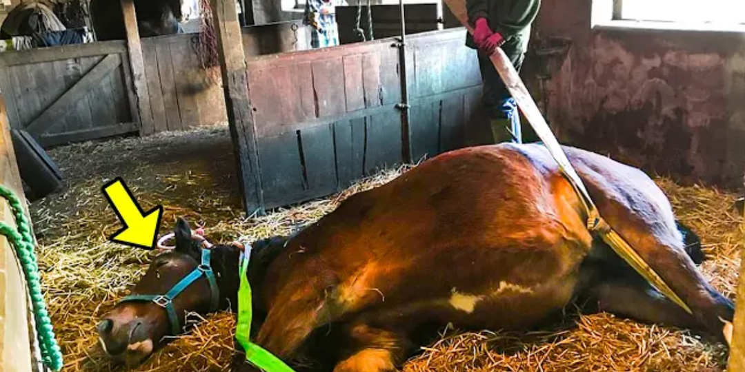 Умирающая лошадь упала и ее собирались усыпить, но случилось настоящее чудо