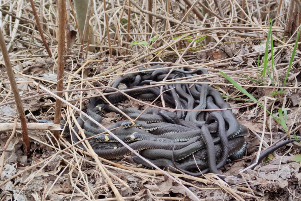 Змеи весной. Источник фото 76.ru