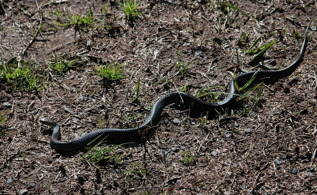 Змея греется возле берега водоёма весной Источник фото en.wikipedia.org