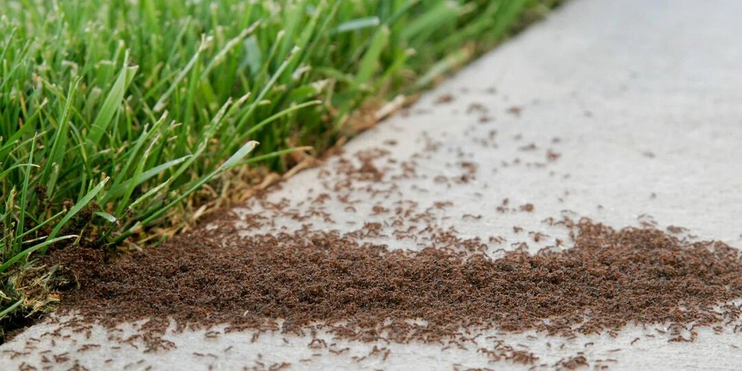 Почему борьба с муравьями не имеет смысла?