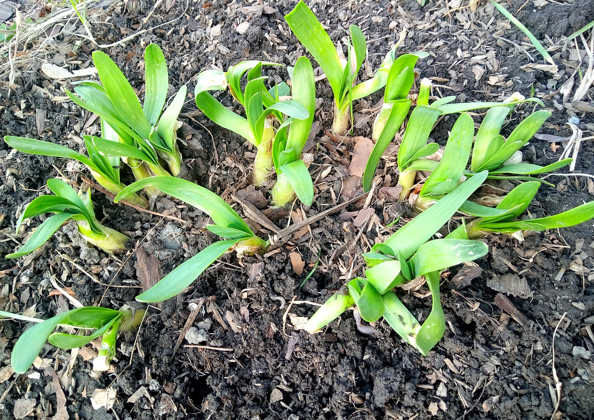 Наш слизун.