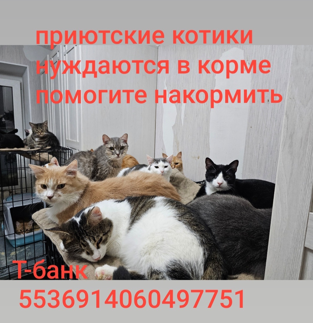 Фото автора. Нужен белый древесный наполнитель для приюта котиков.