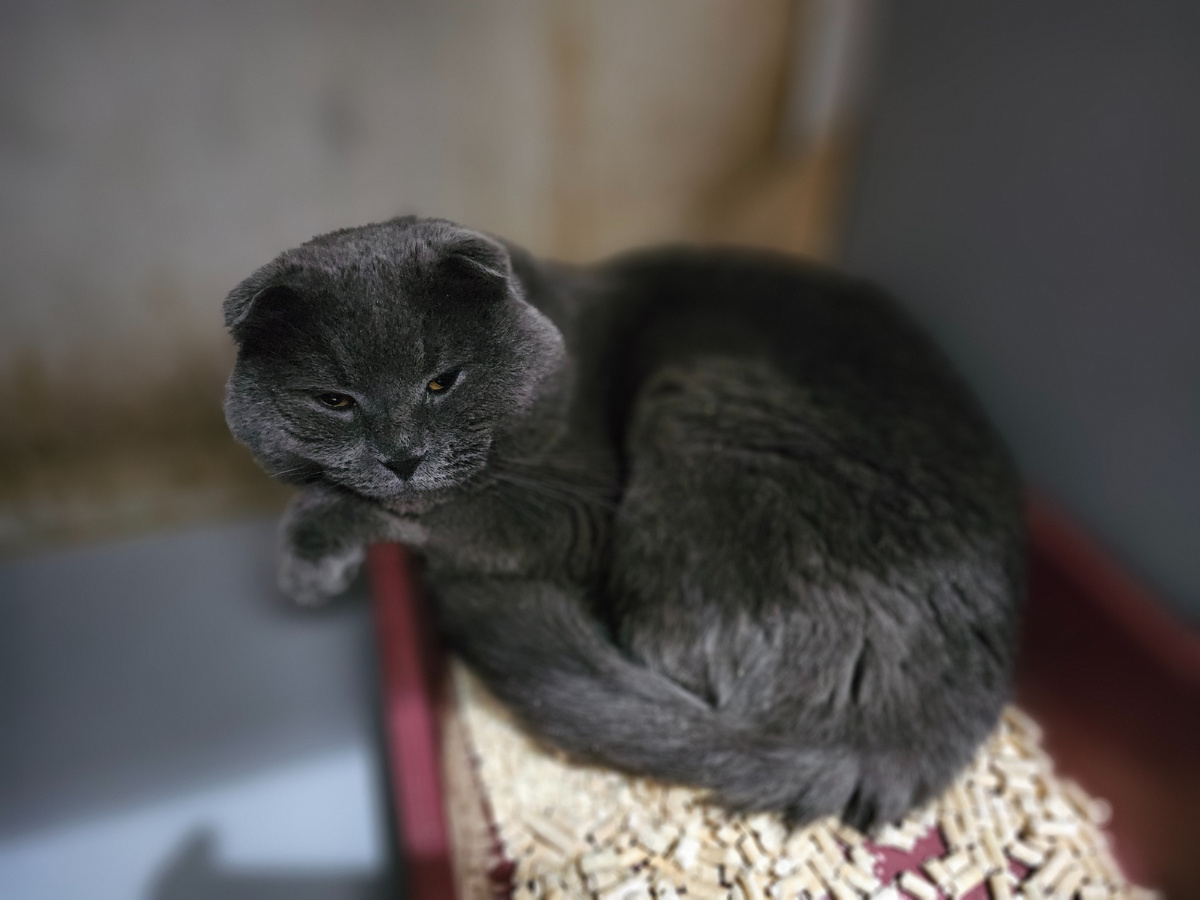 Фото автора. Оооооочень нужен наполнитель и клад спрятать и полежать.