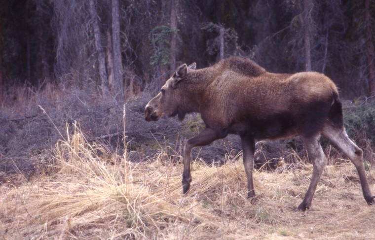    Andrei Kamenev/Global Look Press