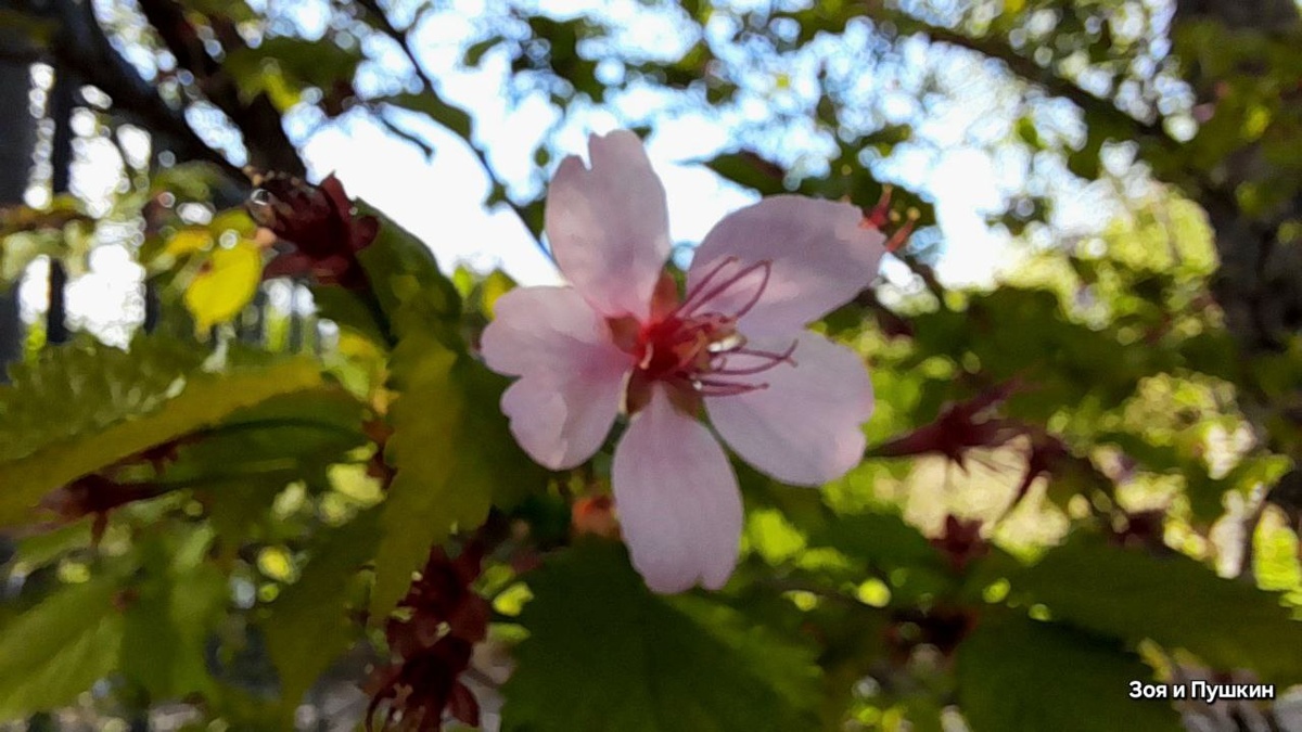 Последний цветочек