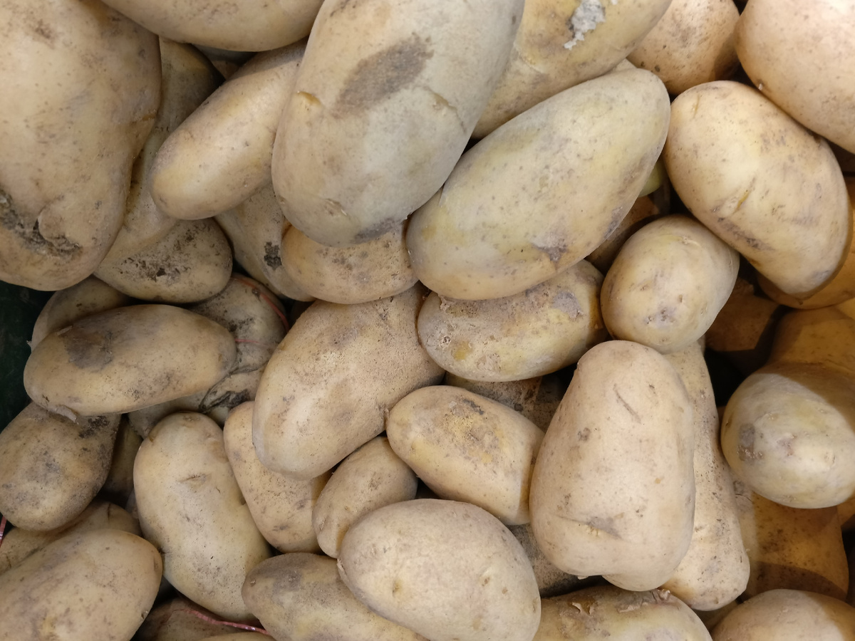 фото автора: это картошка по 95 рублей, люди отбирают, качество плохое