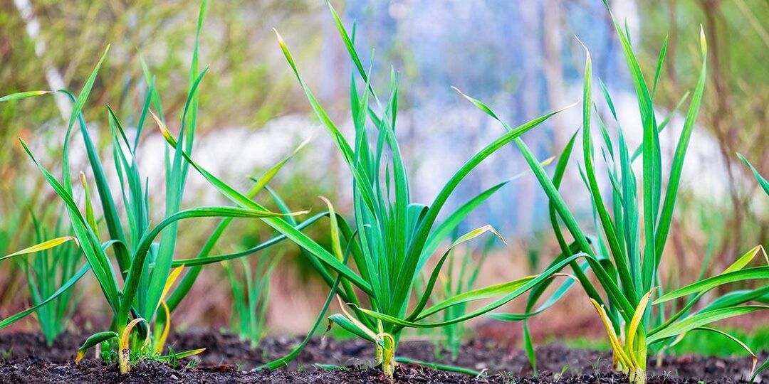 Почему желтеют листья чеснока? Спасаем простой подкормкой по листу