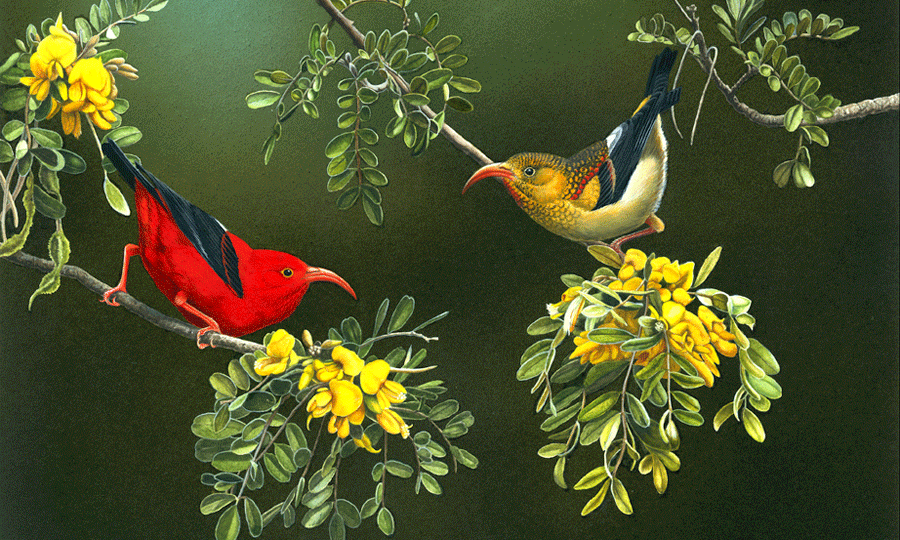 Пратт — орнитолог и иллюстратор птиц