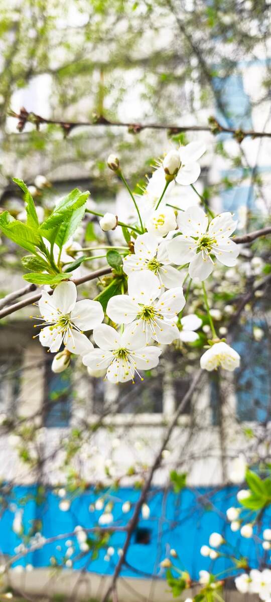 Наша Весна начинается с цветения и открытия мотосезона