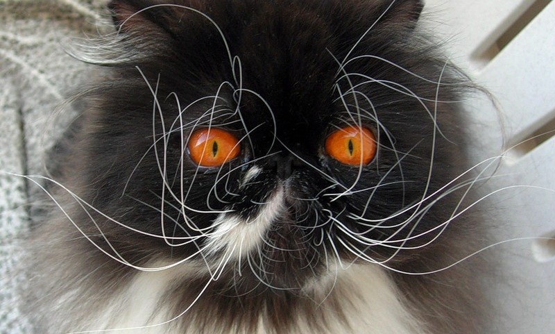 Фото из сети. Это "Варька"  перералботала и не проводила техобслуживание своих антенн-звукоснимателей - враз запутались от нагрузки безостановочной.