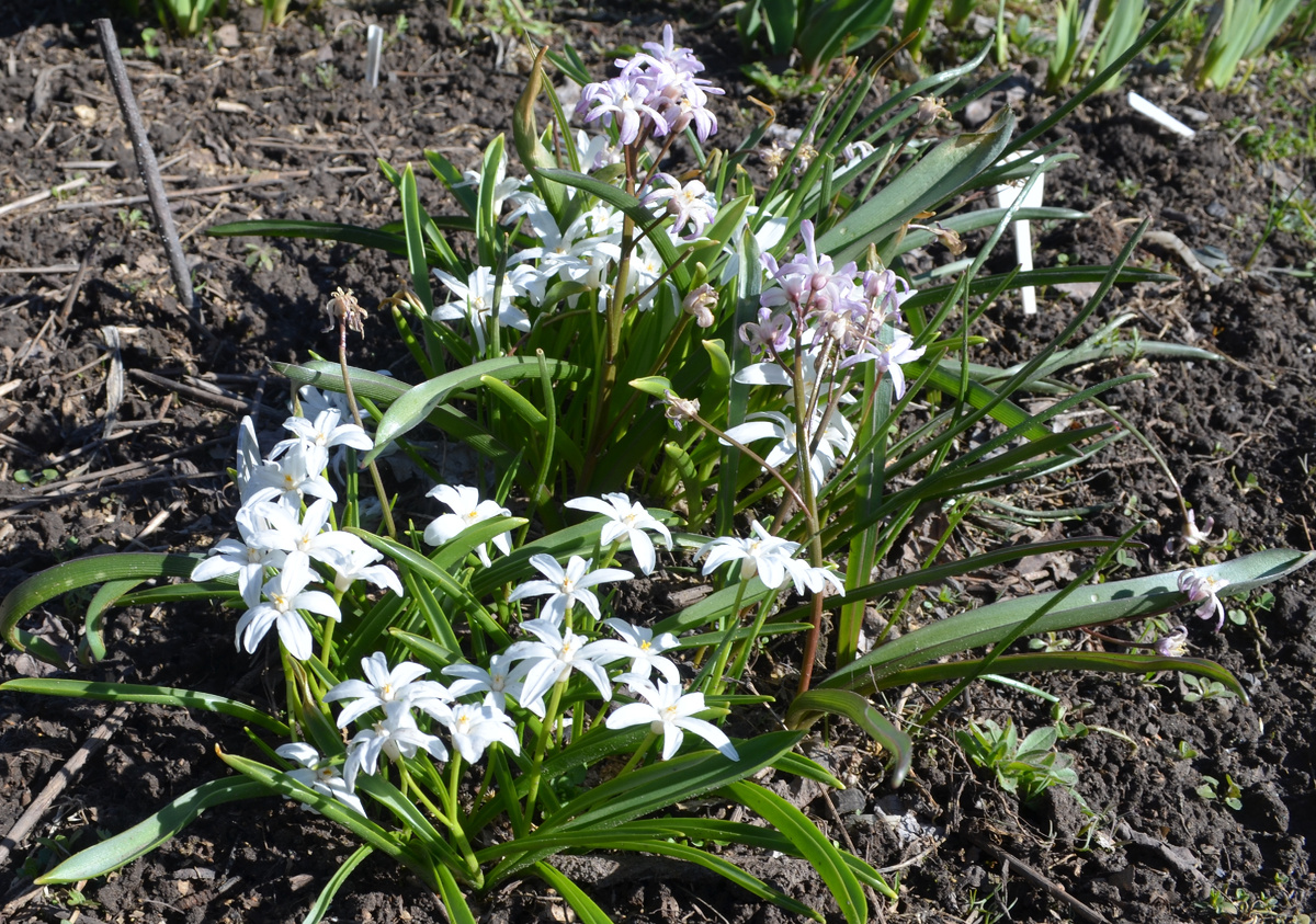 Пинк Джайант сейчас