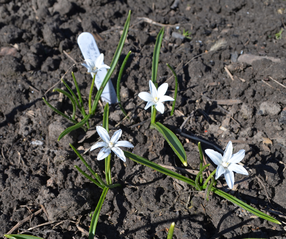 Альба, купленная осенью