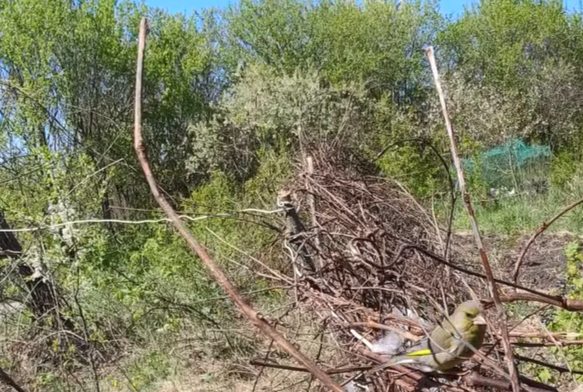 Гибкая виноградная лоза. А на ней зеленушка