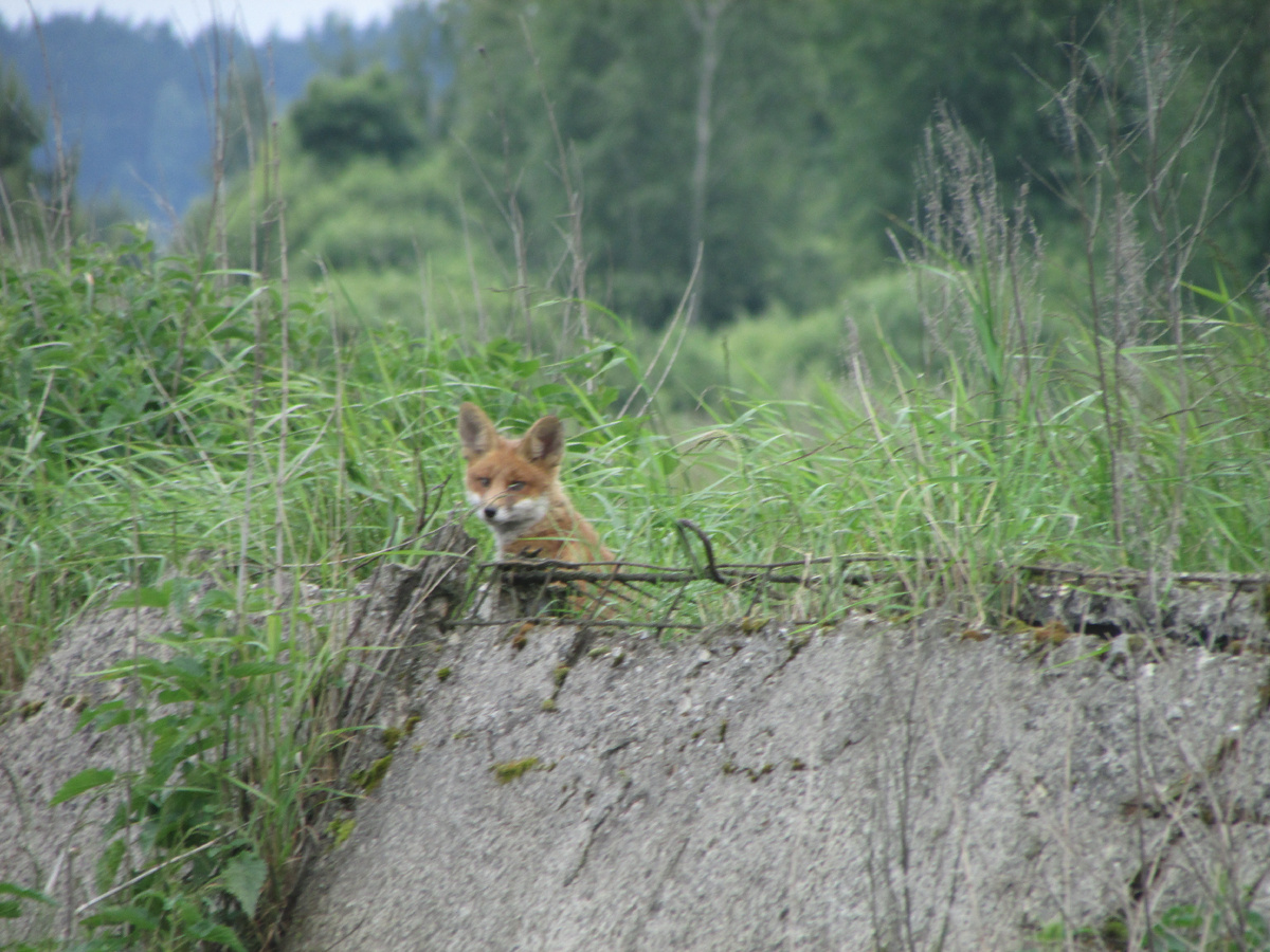 А это уже лиса