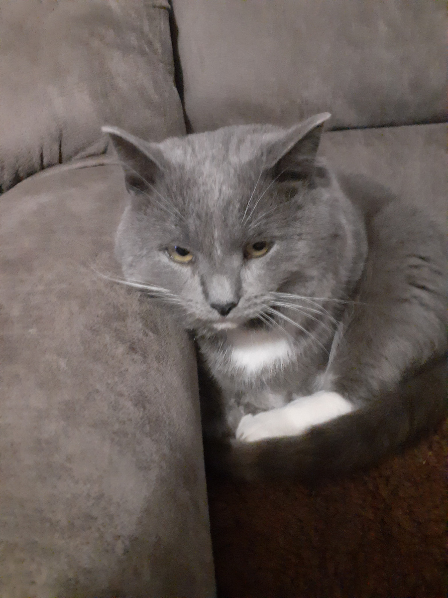 Моя пропажа, Тарасик