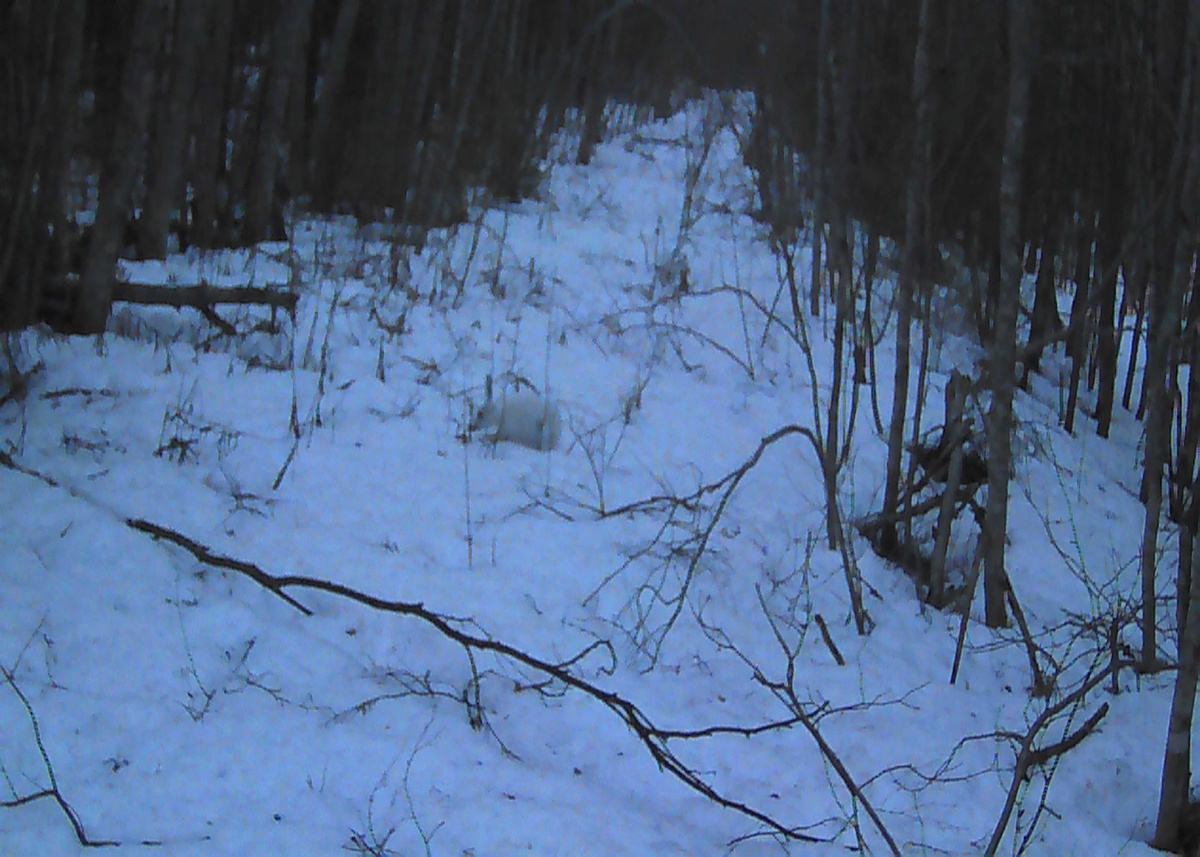 Первый пошел. Апрель, 2025 г. Опережу события и скажу - мне фартануло заснять пухнастого. Фото(видео)ловушка [с 18.04.2025 г. по 24.04.2025 г.]