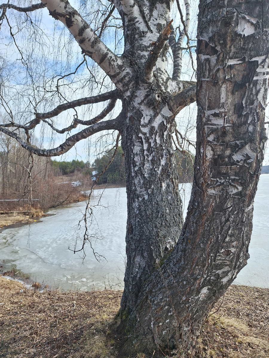 Вид с горы на пруд.