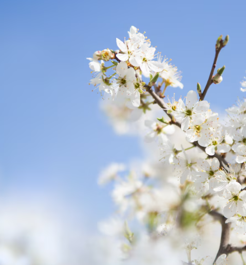 Праздник весны