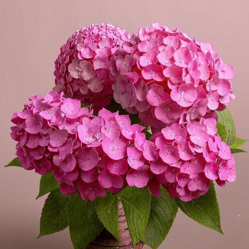 Марганцовка, или перманганат калия, играет важную роль в уходе за гортензиями.