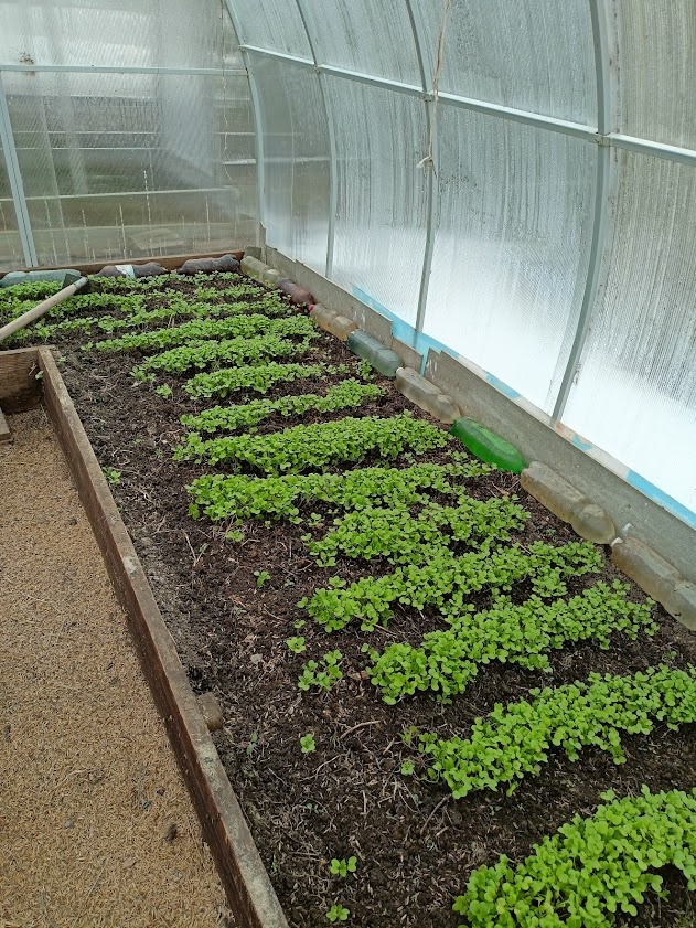 середина апреля - всходы горчицы