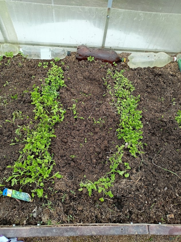 25 апреля - подготовка к посадке рассады