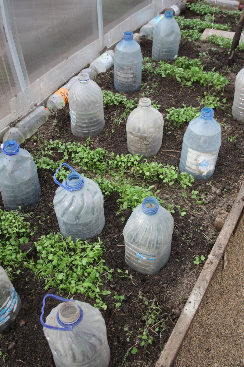 высежанная рассада - 2 мая