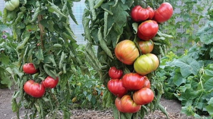 Выращиваю 4 культуры на 6 квадратах теплицы без болезней. 3 проверенных правила увеличивают урожай на 45%