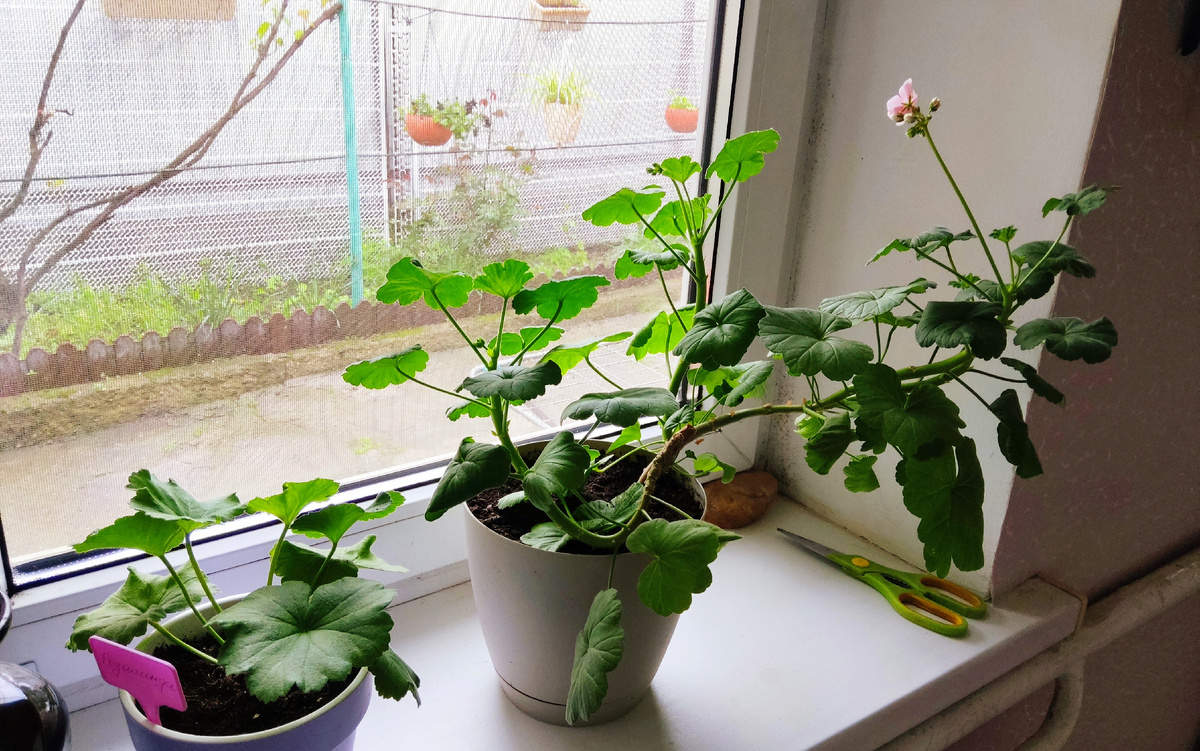 Справа доставшаяся мне в наследство розовая пеларгония, рядом уже новая сортовая Розалинда