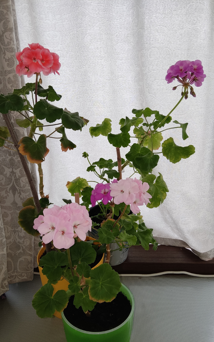 Мои красавицы