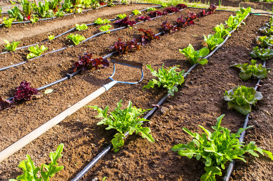 Капельная система полива своими руками 