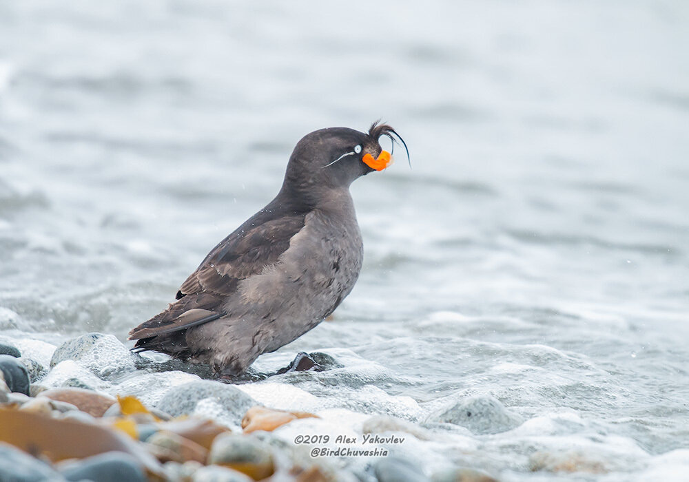Большая конюга, Чукотка, фото @Alexander Yakovlev