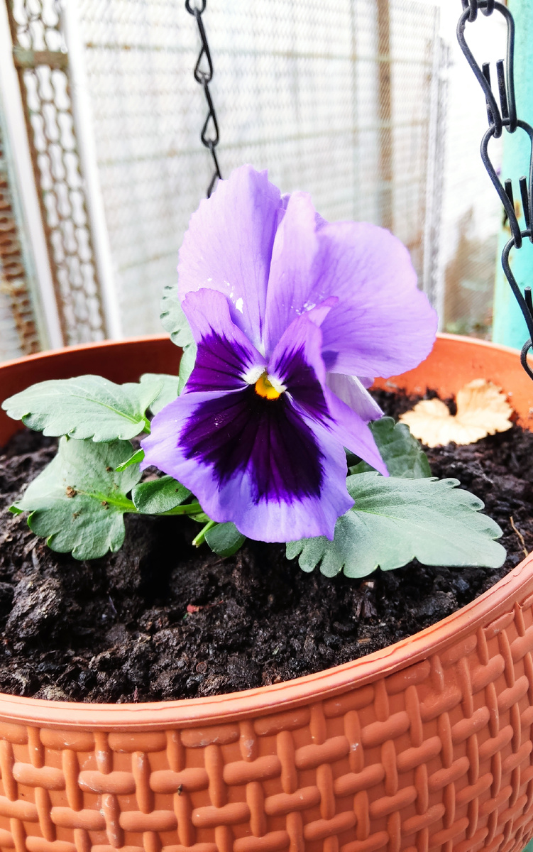 Вот такой маленький кустик анютиных глазок переехал жить в мой сад в октябре