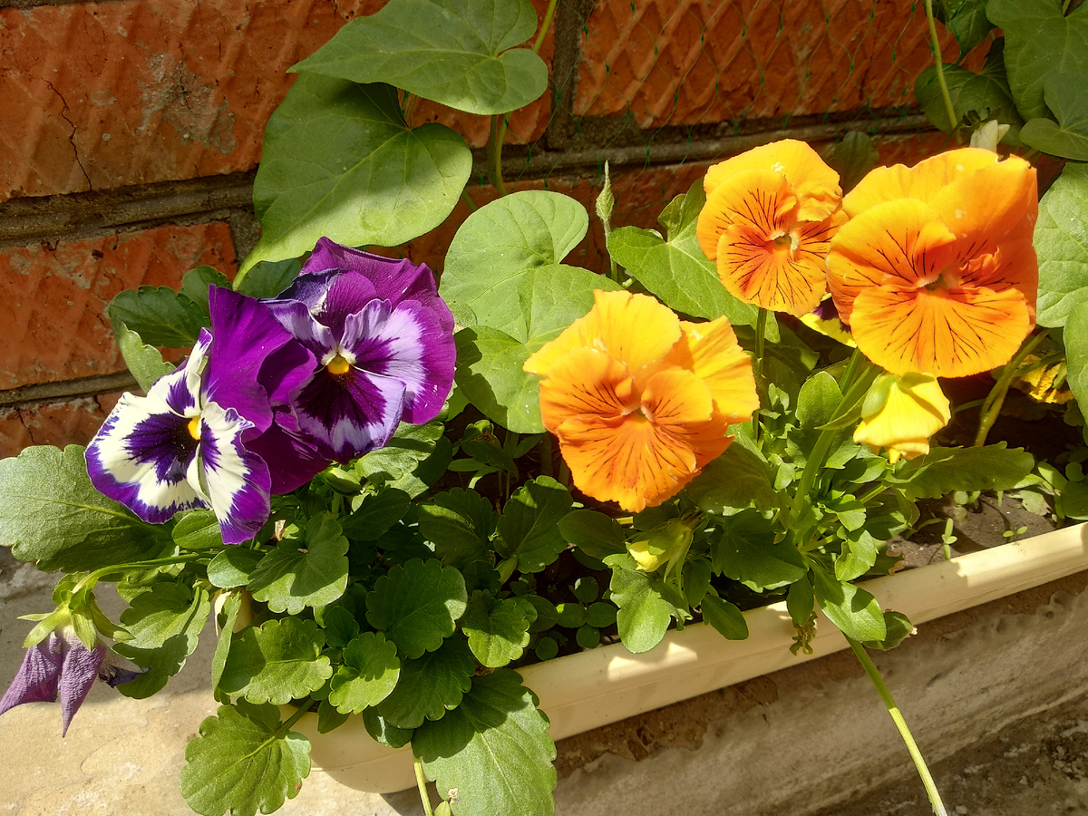 Красотища! Но, к сожалению, не на долго